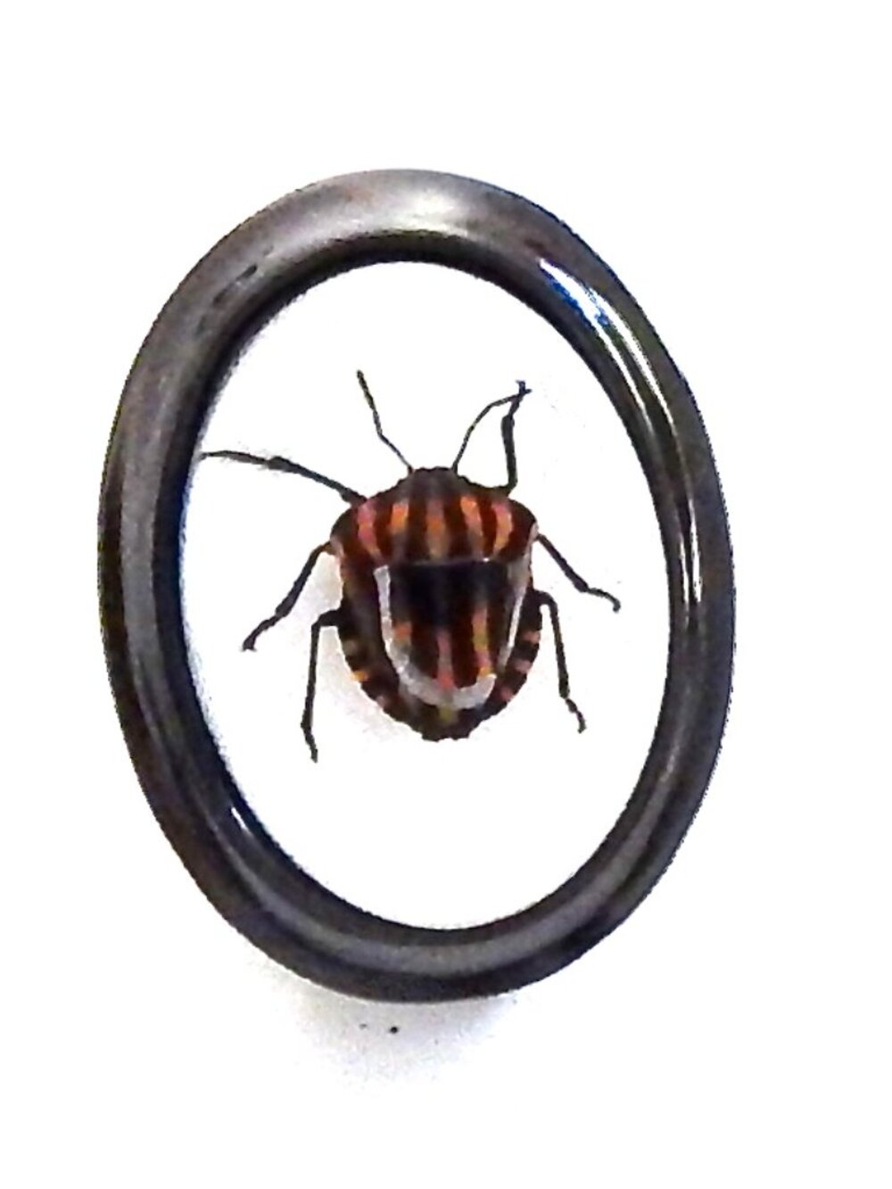 GASOLINE GLAMOUR STRIPE BUG MINI RING🪳🪳🪳